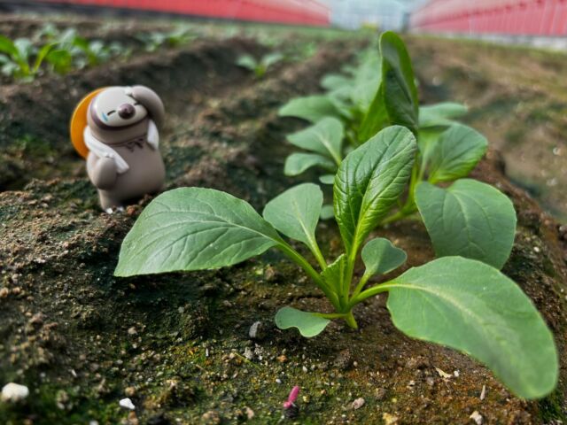 _
今野菜少ないけど
頑張って育ててるので
もうちょっと待ってて下さい🙇🏻‍♀️💦
_
 #田中智勇農園
 #かっぱの畑
 #食に感動を
 #ナマケモ農園